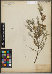Foto von Salix repens subsp. repens L.